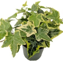 4&quot; Pot Hedera helix English Ivy Gold Child Hardy Groundcover Houseplant Indoor - £37.34 GBP