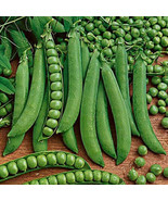 BRN Green Arrow Shelling Pea 50 Seeds Fresh Garden - $241.99 MXN