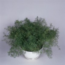 Sprengeri Asparagus Fern Seeds Fuzzy Fern 50 Seeds Garden USA - £11.08 GBP