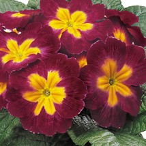 USA Seller Primula Seeds 50 Primrose Seeds Primula Danova Burgundy Bicolor - $20.54