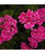 10 Bright Pink Geranium Seeds Hanging Basket Perennial Flowers Seed Flow... - $10.34