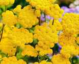 Ageratum (Lonas Inodora) Yellow 200 Flower Seeds - £6.41 GBP
