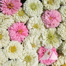 Zinnia Blushing Bride Mix Cut Flowers Pollinators Weddings 100 Seeds Gardening F - $15.00