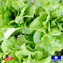 300 Butterhead Buttercrunch Lettuce Seeds Organic Heirloom Non Gmo Home Garden - £4.65 GBP