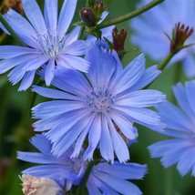 Chicory Cichorium Intybus Seeds 300 Blue Dandelion New Fresh Seeds - £3.06 GBP