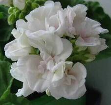 Geranium Purely Milky White Big Blooms Perennial Flowers, 10 seeds - £9.53 GBP