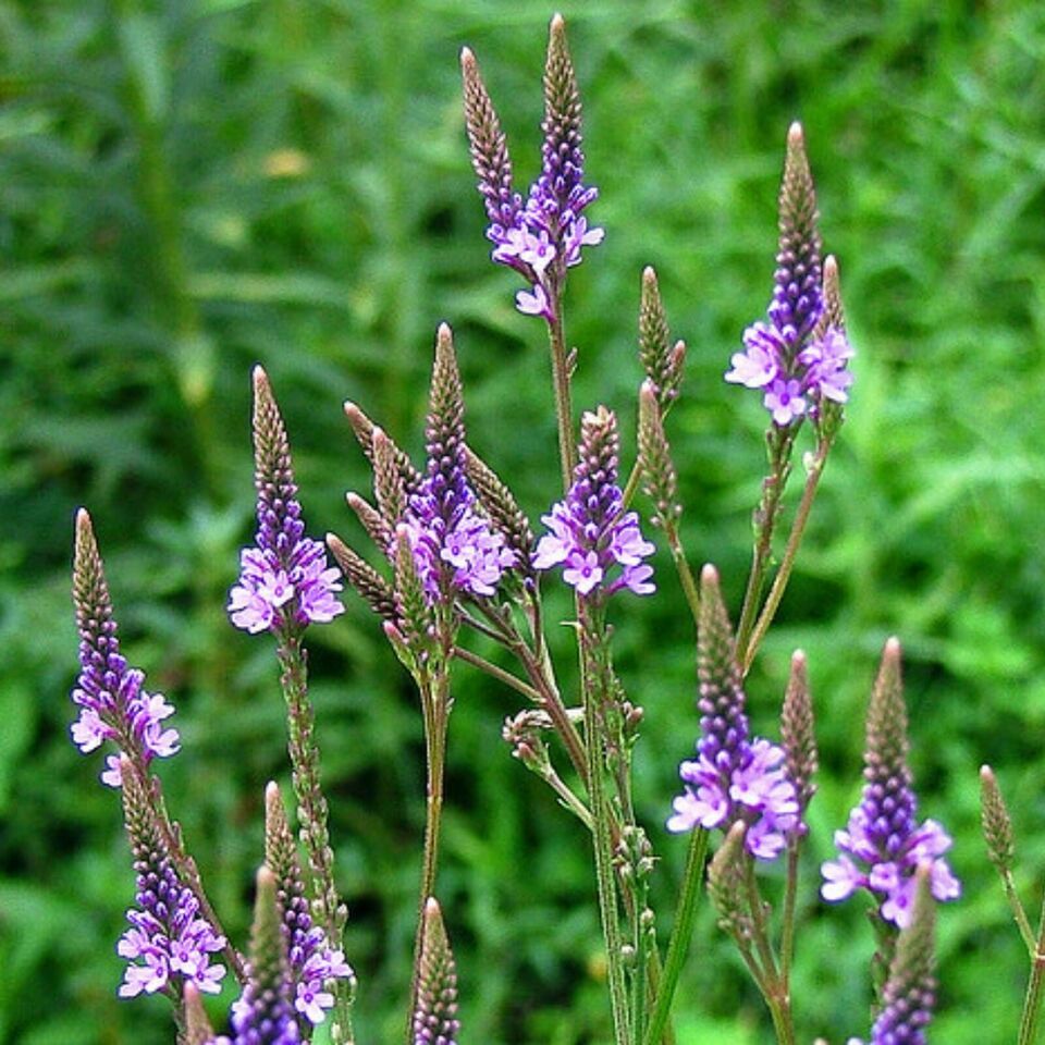 Primary image for 200 BLUE VERVAIN Seeds Native Perennial Drought Garden