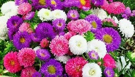 500 Creco China Aster Seeds Mix Cut Flower Seeds Beautiful Garden Fresh USA Gard - £4.68 GBP