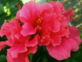 Rooted Tropical Hibiscus Starter Plant PRIDE OF HANKINS PINK Triple Pink... - $43.98
