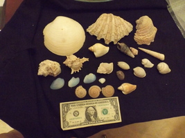 Assortment of Sea Shells – Large &amp; Medium Sized – Qty. 23 – LOT C - £31.97 GBP