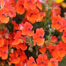 Nemesia Strumosaorange Prince100 Seeds From US  - £6.45 GBP