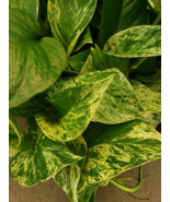 Marble Queen Pothos Vine - Devil&#39;s Snake Ivy Plant - House - Easy Care L... - $4.95
