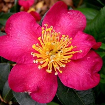 Camellia Sasanqua Nokorika Fall Blooming Camellia 1 Gallon Pot Live Plan... - $96.90