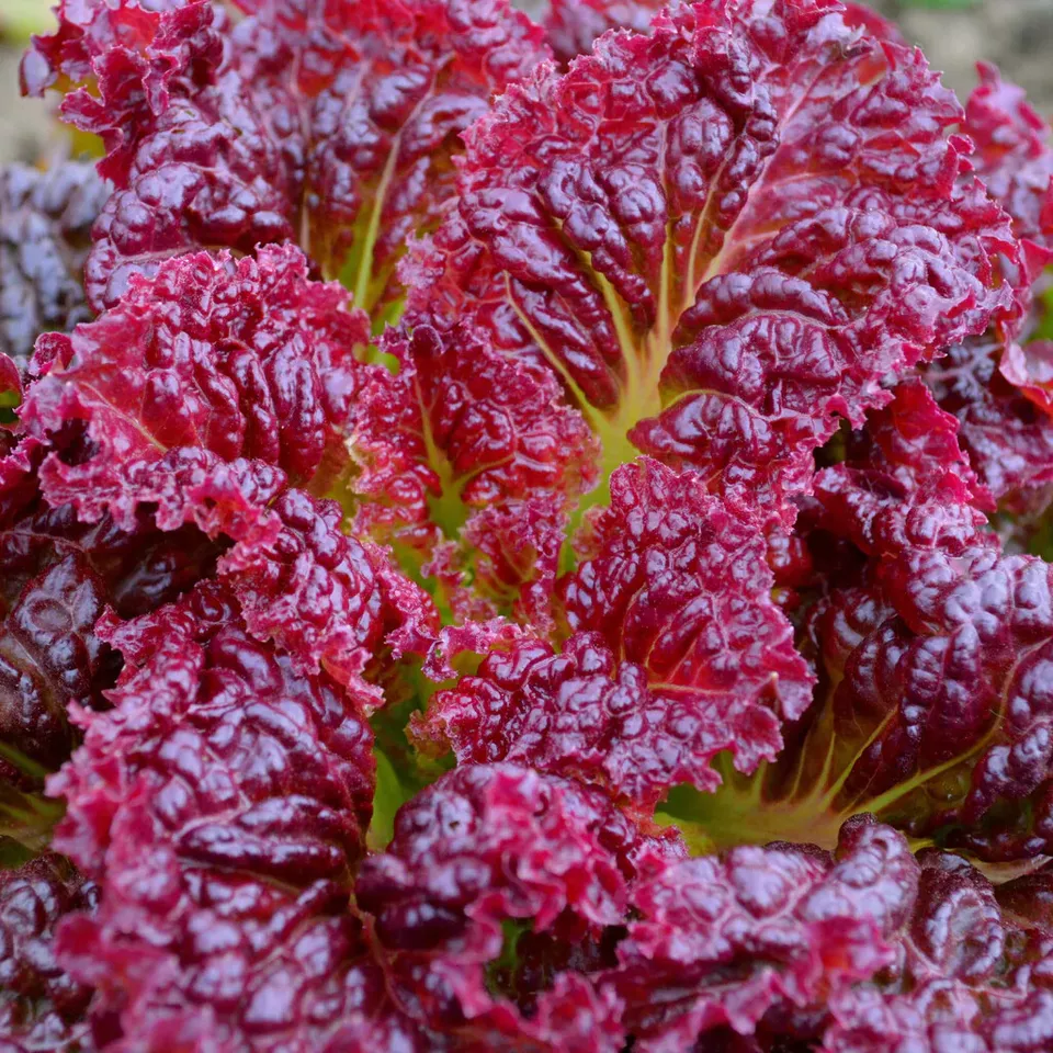 Semilir 700 Ruby Leaf Leaf Lettuce Seeds Collection Non-Gmo Vegetable Su... - £7.39 GBP