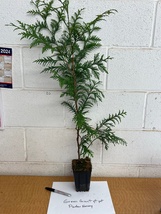 Green Giant 12-18" 4" pot Arborvitae Thuja plicata  image 6