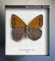 Real Butterfly Harlequin Crenis Pechuelli Framed Entomology Collectible Display  - £39.11 GBP