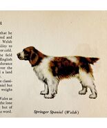 Welsh Springer Spaniel 1939 Dog Breed Art Ole Larsen Color Plate Print P... - $42.03 CAD