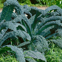 HGBO 500 Seeds Lacinato Kale Seeds Nongmo Heirloom From US - £6.88 GBP