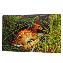 Postcard Resting Fawn Deer In Grass Forest Animal Chrome Unposted - $6.92