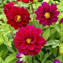 20 Seeds Dahlia Opera Violet Boost Your Garden&#39;s Productivity With Superior - £8.80 GBP