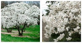 6-12&quot; Tall - 4&quot; Pot - Star Magnolia Shrub/Tree - Live Plant - Magnolia s... - £66.88 GBP