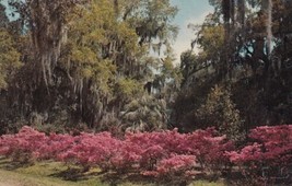 Live Oaks Spanish Moss Azaleas Deep South Postcard B28 - £2.27 GBP