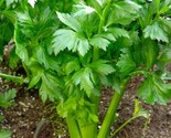 Utah 52/70 Celery Seeds Non-Gmo 3500 Seeds  Fast Shipping - $8.99