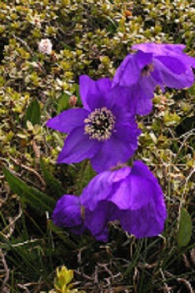 Primary image for 30 VIOLET POPPY MECONOPSIS FLOWER SEEDS PERENNIAL PAPAVER