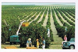 Florida Postcard Golden Harvest Picking Oranges - £2.42 GBP