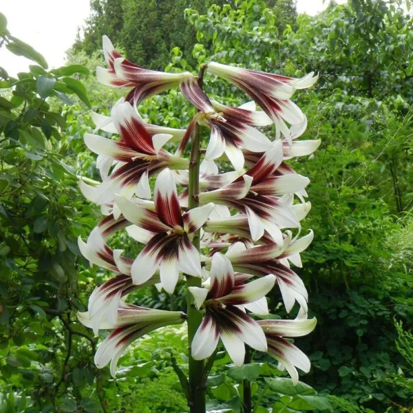 Cardiocrinum Giganteum Giant Himalayan Lily 20 Seeds Fresh Seeds - £15.28 GBP