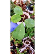Hoya Obovata Splash Live Houseplant, 4 inch Hoya Obovata Splash Plant, S... - $237.80 MXN