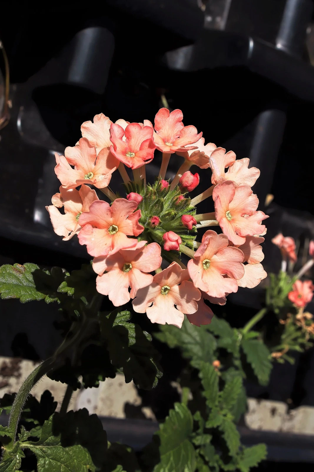 50 Dwarf APRICOT VERBENA Nana Compacta Fragrant Butterfly Flower Seeds - $14.56