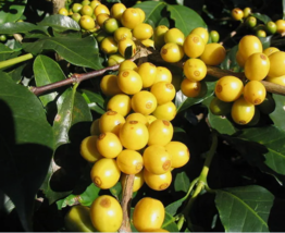 ARABICA COFFEE Tree Shrub 15 Seeds  - $9.99
