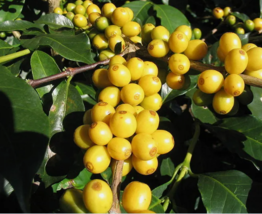 ARABICA COFFEE Tree Shrub 15 Seeds  - £7.86 GBP