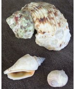 Beautiful Lot of Sea Shells - Larger HERMIT CRAB AND OTHER SHELLS - NICE... - $16.28 CAD