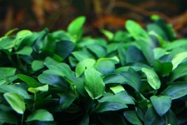 Live Aquarium Plants Anubias Nana Petite Loose Rhizome 6+ Leaves - £15.66 GBP