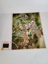 Vintage 1970s Photograph Photo Picture Color VTG Oregon Grape Plant - £19.57 GBP