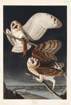 12167.Poster print or Canvas wall decor.Room art design.Audubon bird.Barn Owls - £12.94 GBP+