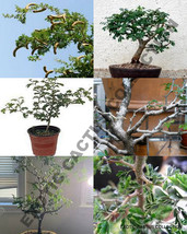 Ebenopsis ebano Texas ebony rare bonsai tree succulent plant seed pack 10 seeds - £7.83 GBP