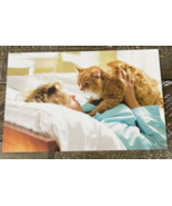 American Greetings Greeting Card Birthday Is Like A Cat-Brand New-SHIP 2... - $15.94 CAD