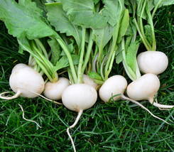 Radish Hailstone 200 Vegetable Seeds - £6.24 GBP