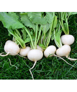 Radish Hailstone 200 Vegetable Seeds - $146.38 MXN