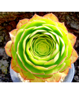 one 3-5&quot; cutting of Aeonium Halloween Succulent AKA Madeira Rose  (US Se... - $8.90