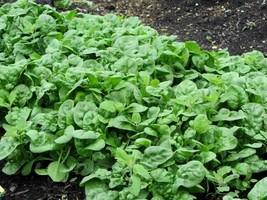 Grow In US 250 Bloomsdale Spinach Seed Heirloom Always Your Garden - £6.34 GBP