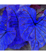 Blue Caladium Dwarf Elephant Ear Ornamental Plant Seeds, 200 Seeds/ Pack - $12.82