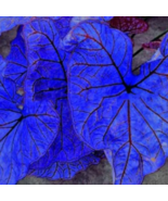 Blue Caladium Dwarf Elephant Ear Ornamental Plant Seeds, 200 Seeds/ Pack - £10.04 GBP