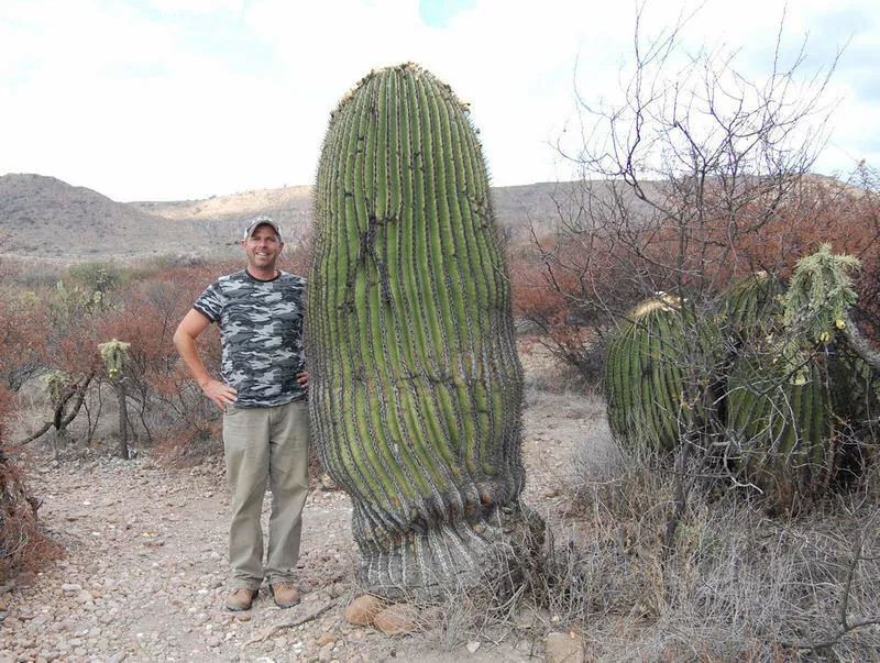 Echinocactus platyacanthus Giant Barrel Cactus 5 Seeds - $12.73