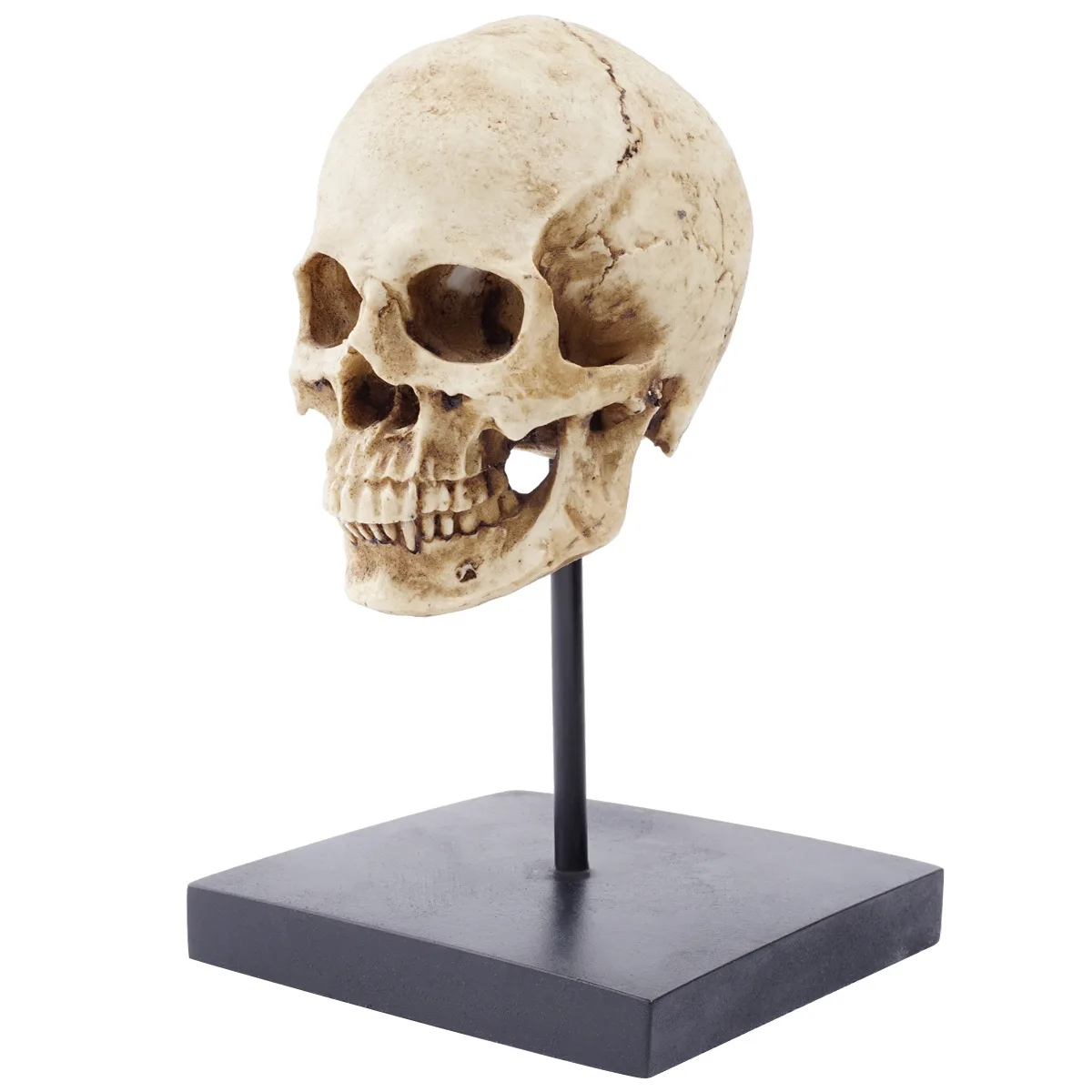 Fe size human rein skull statue 1 1 replica realistic human adult skull head bone model thumb200