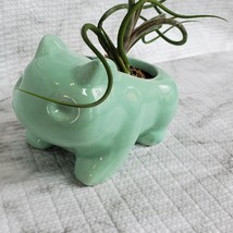 Live Air Plant in Bulbasaur Planter, 4.5", Tillandsia Bulbosa, Animal Plant Pot image 2