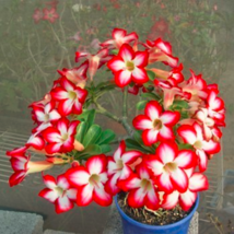 Item image 1 image 1